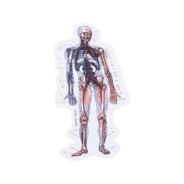 Anatomy Sticker Cognitive Surplus Impulse - Decorative Stickers