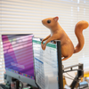 Office Squirrel Toy Archie McPhee Toys & Games