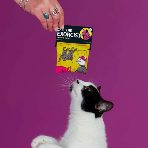 Cats & Dogs 🐱🐶