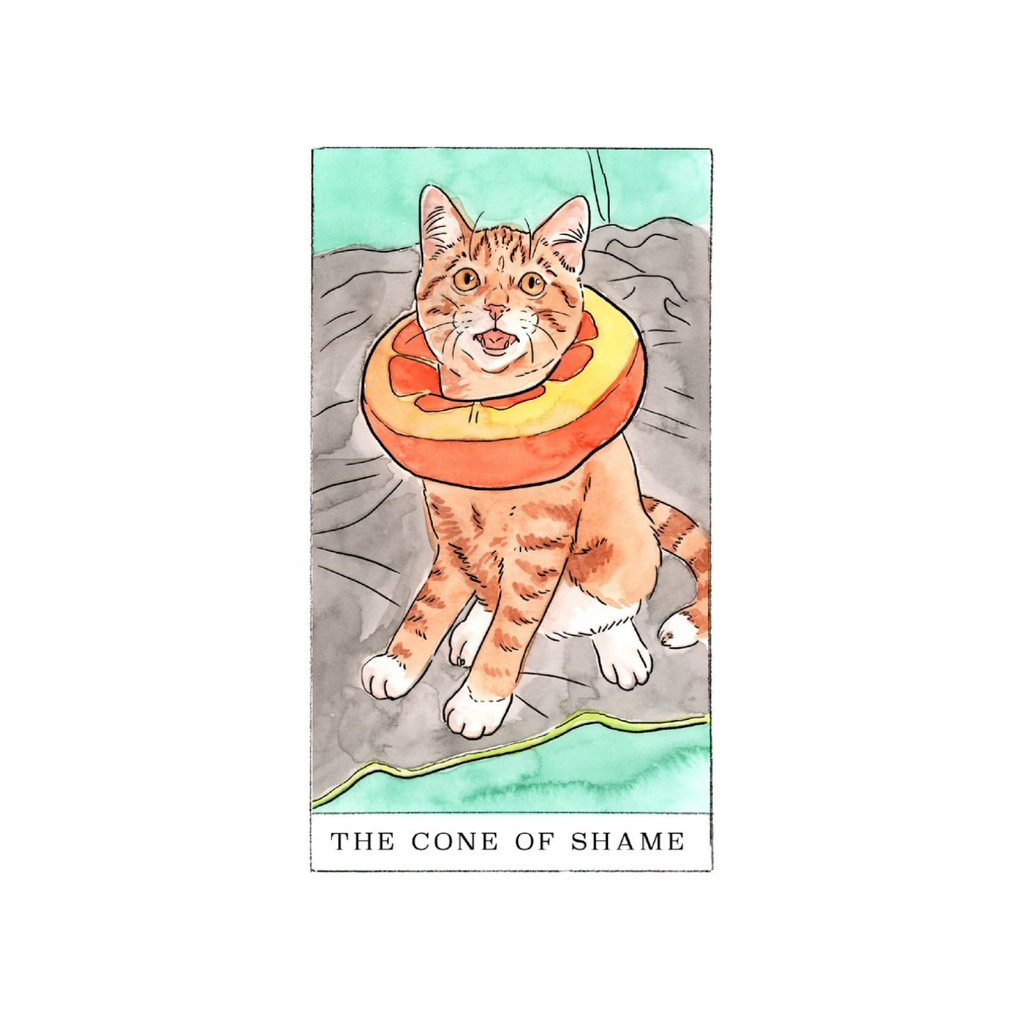 Kitten Oracle Deck Chronicle Books Books - Card Decks