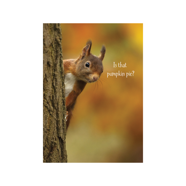 Pumpkin Pie Squirrel Thanksgiving Card Design Design Holiday Cards - Holiday - Thanksgiving