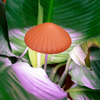 Mushroom Grow Light Kikkerland Home - Garden