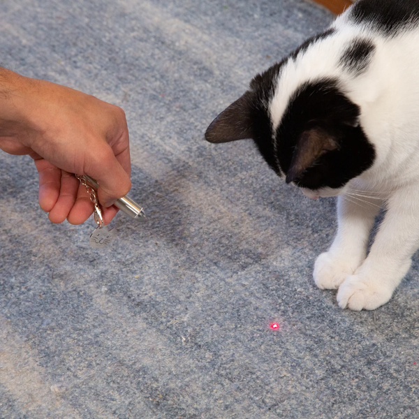 Cat Laser Pointer Kikkerland Home - Pet