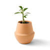 Bonsai Terracotta Grow Kit Modern Sprout Home - Garden - Plant & Herb Growing Kits
