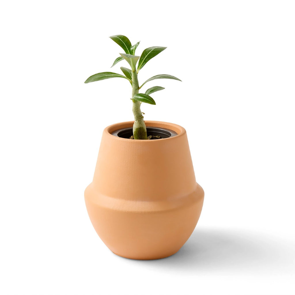 Bonsai Terracotta Grow Kit Modern Sprout Home - Garden - Plant & Herb Growing Kits