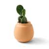 Cactus Terracotta Grow Kit Modern Sprout Home - Garden - Plant & Herb Growing Kits