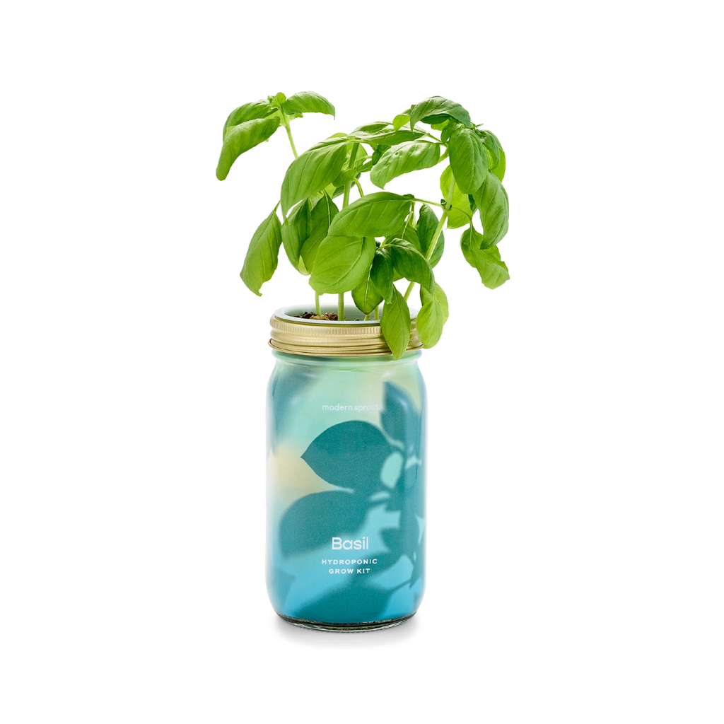 Herb Garden Jar Modern Sprout Home - Garden - Plant & Herb Growing Kits