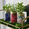 Holiday Herb Garden Jar Modern Sprout Home - Garden - Plant & Herb Growing Kits