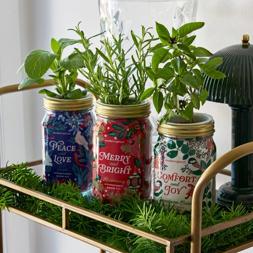 Holiday Herb Garden Jar Modern Sprout Home - Garden - Plant & Herb Growing Kits