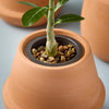 Terracotta Grow Kit Modern Sprout Home - Garden - Plant & Herb Growing Kits