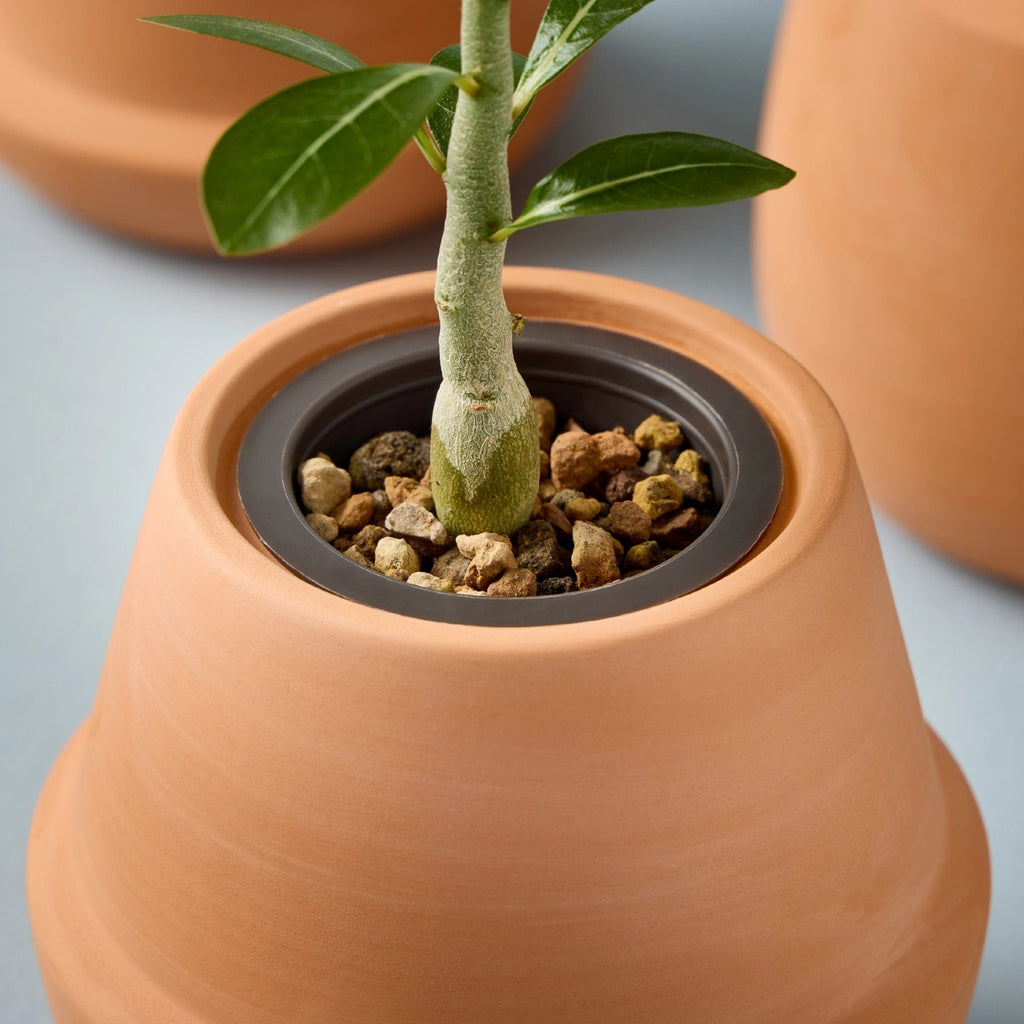 Terracotta Grow Kit Modern Sprout Home - Garden - Plant & Herb Growing Kits