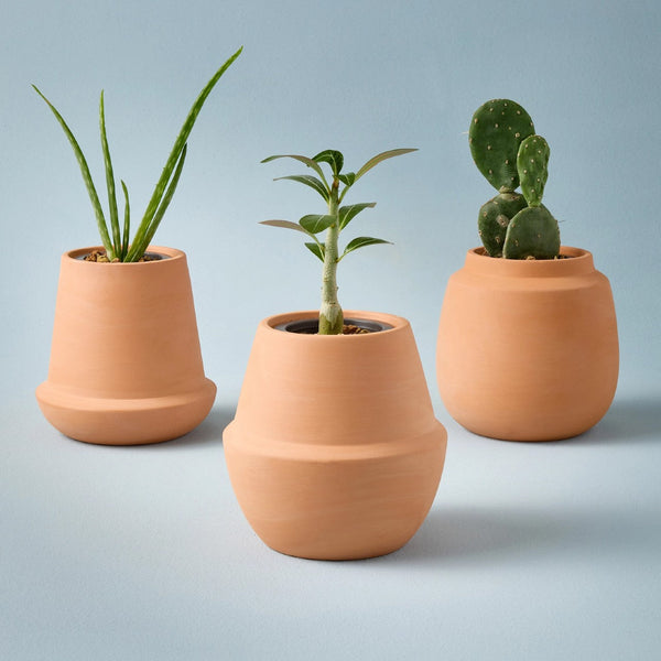 Terracotta Grow Kit Modern Sprout Home - Garden - Plant & Herb Growing Kits