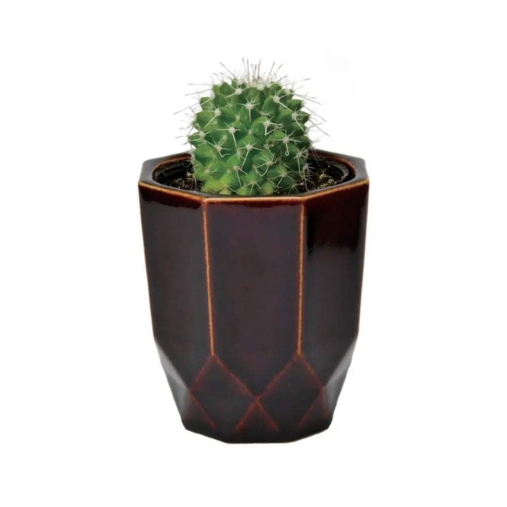 01 Round Hachi Kaku Cactus Plant Kit Noted Home - Garden - Plant & Herb Growing Kits