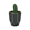 02 Pillar Hachi Kaku Cactus Plant Kit Noted Home - Garden - Plant & Herb Growing Kits