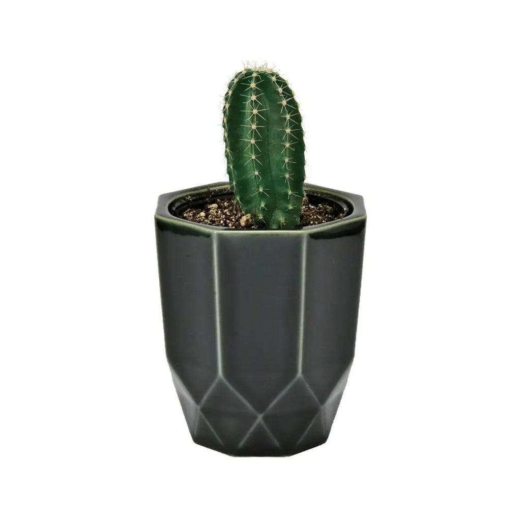 02 Pillar Hachi Kaku Cactus Plant Kit Noted Home - Garden - Plant & Herb Growing Kits