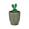 03 Fan Hachi Kaku Cactus Plant Kit Noted Home - Garden - Plant & Herb Growing Kits