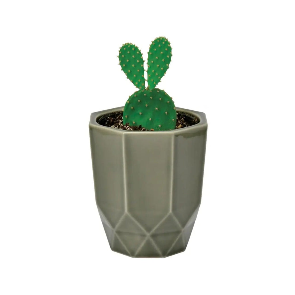 03 Fan Hachi Kaku Cactus Plant Kit Noted Home - Garden - Plant & Herb Growing Kits