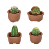 Cacti Cuties Noted Home - Garden - Plant & Herb Growing Kits