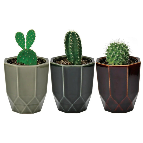 Hachi Kaku Cactus Plant Kit Noted Home - Garden - Plant & Herb Growing Kits