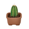 Slim (One Tall Hombre) Cacti Cuties Cactus Capsule Noted Home - Garden - Plant & Herb Growing Kits