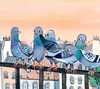 Seven: A Most Remarkable Pigeon Picture Book Penguin Random House Books - Baby & Kids - Picture Books