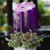 Seed N Sprout Bloomie Indoor Grow Light Seed & Sprout Home - Garden