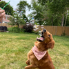 Maple Bacon Bubblelick Pets Toysmith Home - Pet