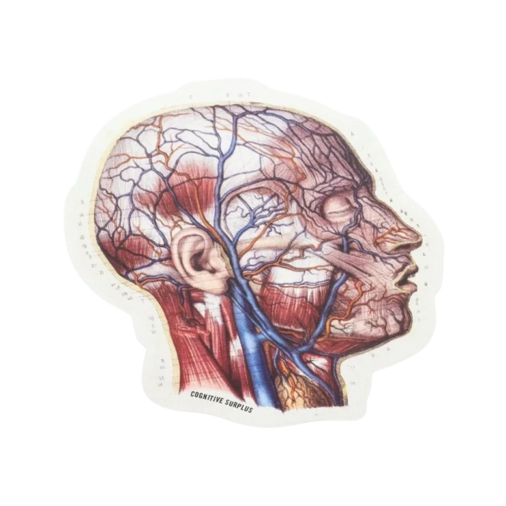 Vascular Head Anatomy Sticker Cognitive Surplus Impulse - Decorative Stickers