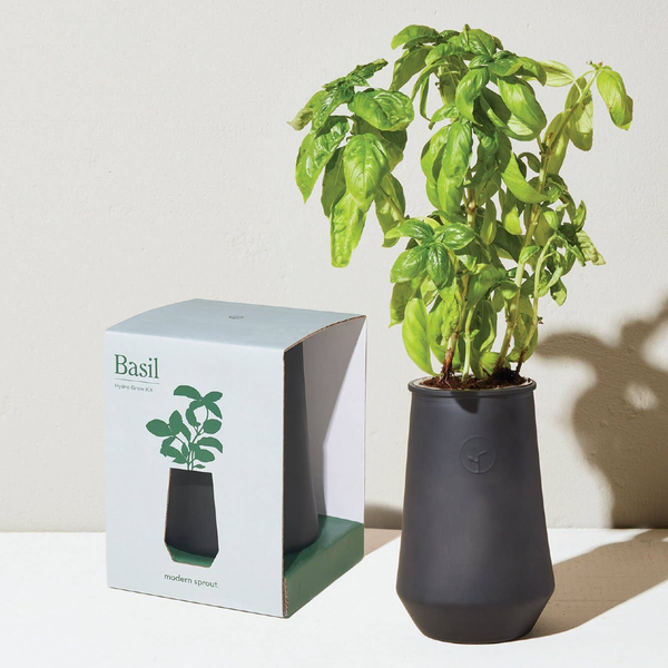 BASIL Tapered Tumbler Indoor Garden Kit Modern Sprout Home - Garden - Plant & Herb Growing Kits