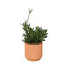 Tiny Terracotta Indoor Garden Grow Kit Modern Sprout Home - Garden - Plant & Herb Growing Kits