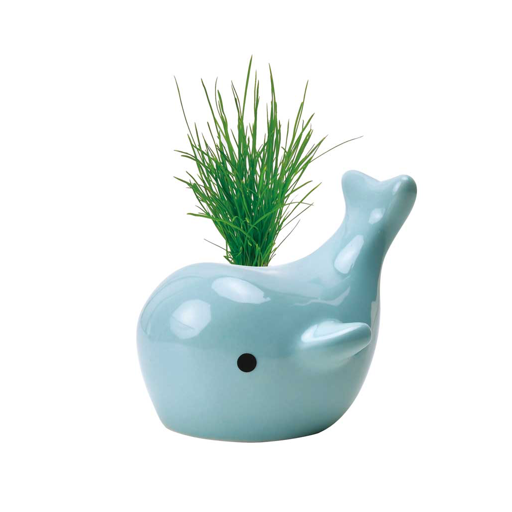 BLUE Happy Whale Planters Noted Home - Garden - Plant & Herb Growing Kits