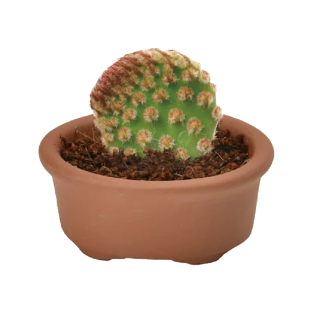 Prickles (Paddle Shaped Pal) Cacti Cuties Noted Home - Garden - Plant & Herb Growing Kits