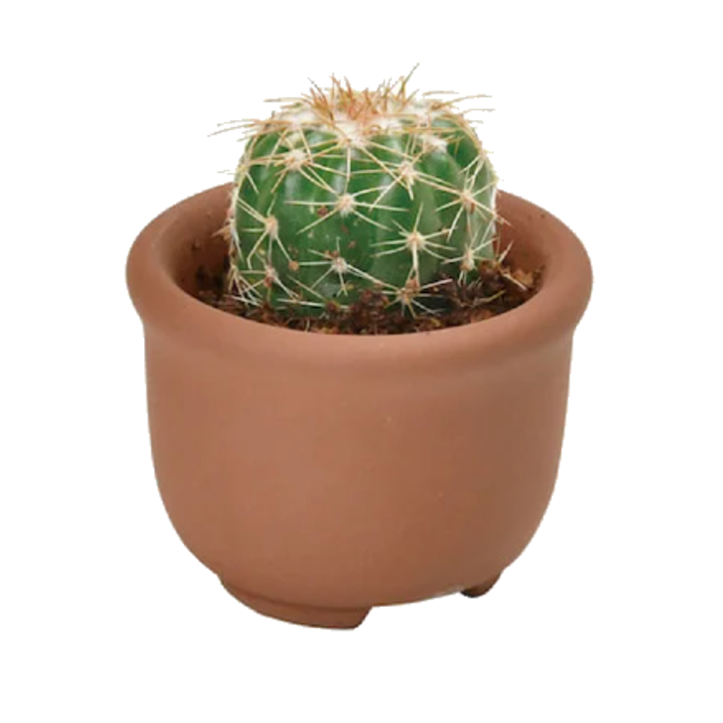 Spike (Desert Bad Boy) Cacti Cuties Noted Home - Garden - Plant & Herb Growing Kits