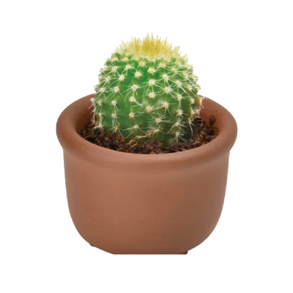 Spiny (Cute Chubby Bebe) Cacti Cuties Noted Home - Garden - Plant & Herb Growing Kits