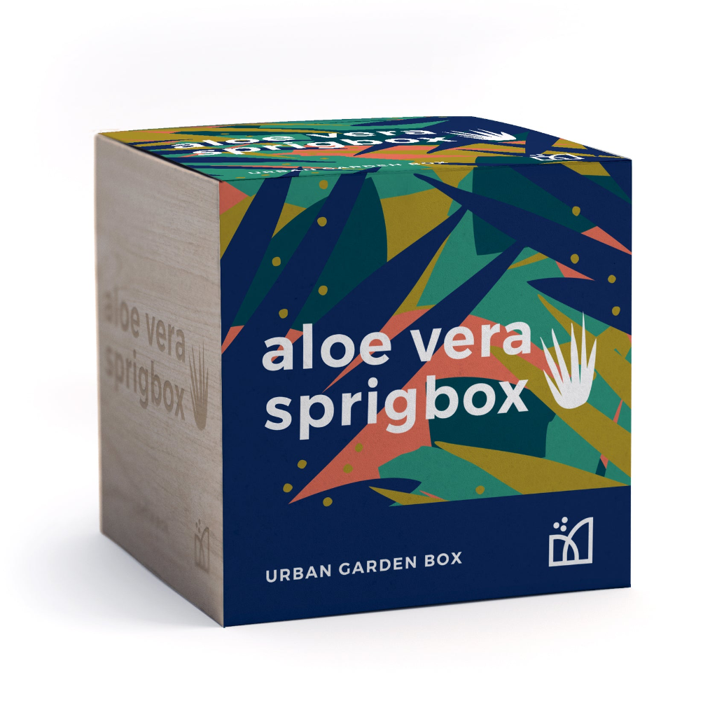 Aloe Vera Grow Kit Sprigbox Home - Garden - Plant & Herb Growing Kits