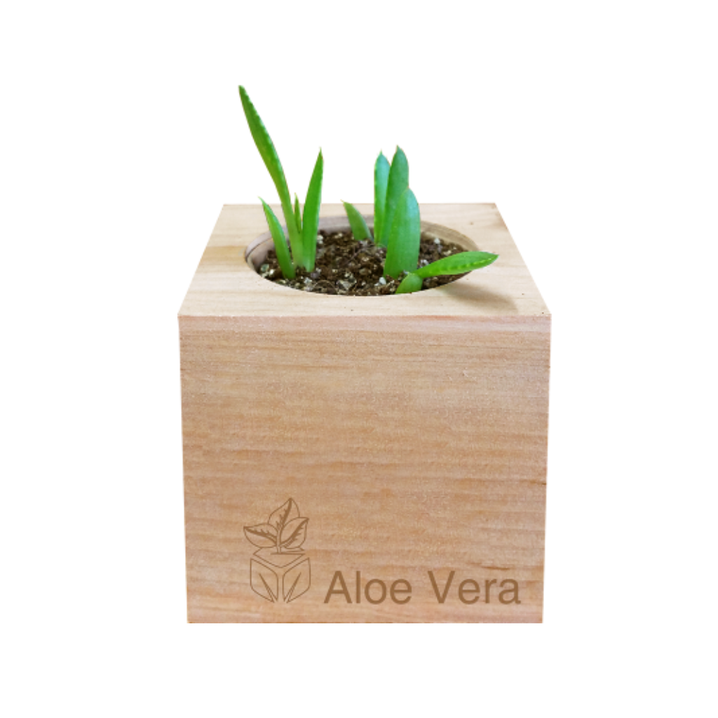 Aloe Vera Grow Kit Sprigbox Home - Garden - Plant & Herb Growing Kits
